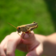 What do you mean out of focus?